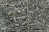 Carboniferous Fossil Fern (Callipteridium) Frond Plate - France #338606-1